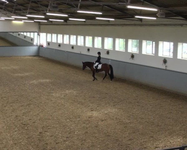 Reitturnier Melle-Ostenfelde 2017