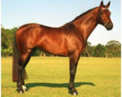 stallion A'Seduction (Australian Wamblood, 1996, from Aachimedes)