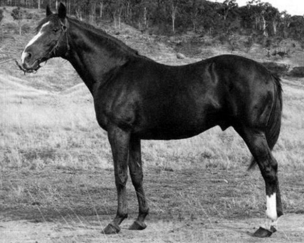 stallion Persian Book xx (Thoroughbred, 1943, from Pherozshah xx)