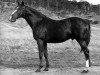 stallion Persian Book xx (Thoroughbred, 1943, from Pherozshah xx)