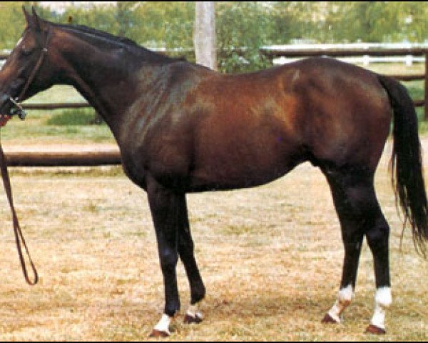 stallion Stanislavsky xx (Thoroughbred, 1977, from Sir Ivor xx)