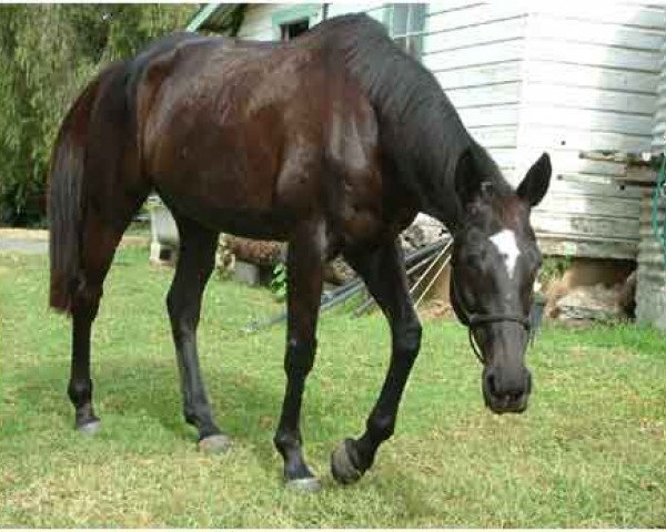 broodmare Bogachiel xx (Thoroughbred, 1991, from Elounda Bay xx)