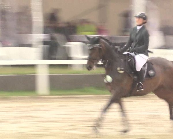 Reitturnier Melle-Ostenfelde 2017