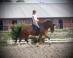 dressage horse Herr Neumann (Holsteiner, 2005, from New Time)