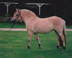 horse Finesse v.d. Clus (Fjord Horse, 1994, from Hallodri)