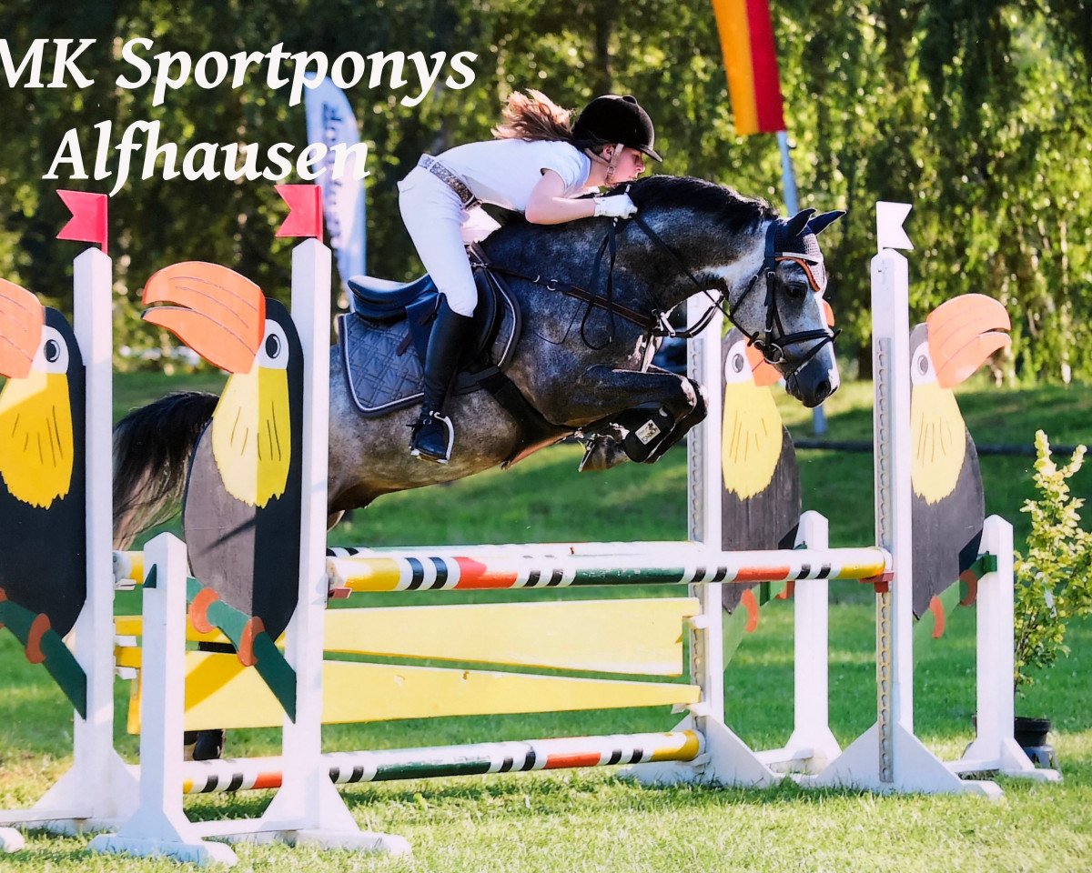 stallion Vangelis 11 (German Riding Pony, 2008, from Voyage)