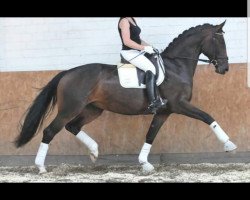 dressage horse Choosen Quality (Hanoverian, 2009, from Christ)