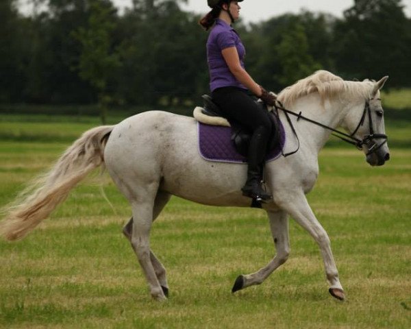 Pferd Ramona-Lisa (Pinto/Kleines Reitpferd, 1999, von Champ)