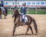 dressage horse Alvissimo (German Riding Pony, 2011, from A Gorgeous)