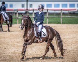 dressage horse Alvissimo (Deutsches Reitpony, 2011, from A Gorgeous)