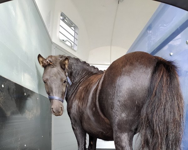 dressage horse Harry Hirsch 3 (Pony without race description, 2016)