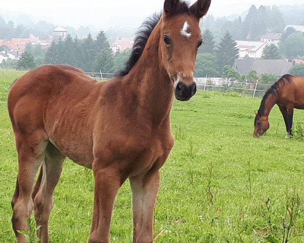 Zuchtstute Cadeau Rapide (Deutsches Sportpferd, 2018, von CADEAU NOIR)