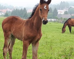 Zuchtstute Cadeau Rapide (Deutsches Sportpferd, 2018, von Cadeau Noir)