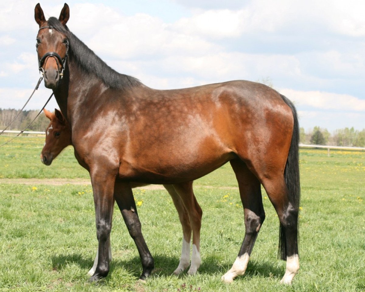 broodmare Bellevue (German Sport Horse, 2009, from Belissimo NRW)