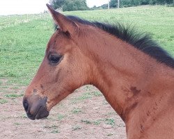 Zuchtstute Dottie Ann (Deutsches Reitpferd, 2018, von Don K)