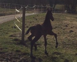 dressage horse Artis Ahray (German Sport Horse, 2017, from Adoro)