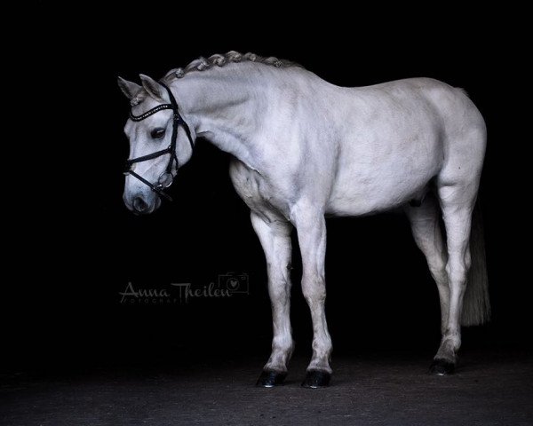 Springpferd Nørlunds Trader (Connemara-Pony, 2000, von Tootle U)