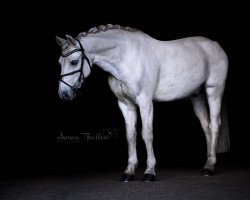 jumper Nørlunds Trader (Connemara Pony, 2000, from Tootle U)