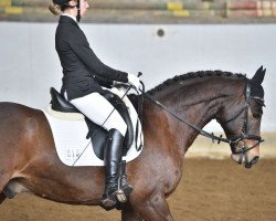 dressage horse Holsteins Birger (German Riding Pony, 2008, from Barrichello)