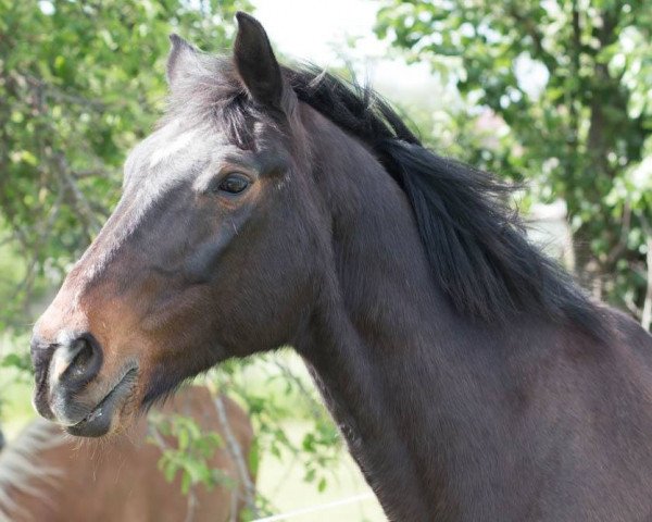 Pferd Lamour 63 (Sachsen-Anhaltiner, 1994, von Landfalk)