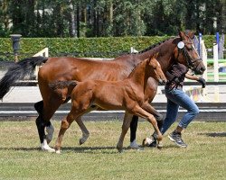 Springpferd Lord Lennart Vk (Oldenburger Springpferd, 2018, von Pikeur Lord Fauntleroy)