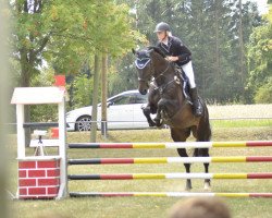 Springpferd Wiesenguts Le Capre (Deutsches Sportpferd, 2009, von Lehnbach)