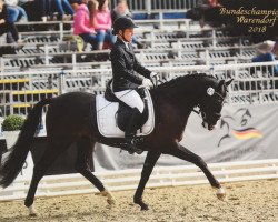 Dressurpferd Dream Lover 4 (Deutsches Reitpony, 2015, von D-Day AT)