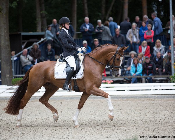 dressage horse For Friendship N (Hanoverian, 2013, from Foundation 2)