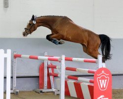 Zuchtstute Delaya N (Westfale, 2018, von Dembelé L)