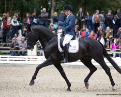 dressage horse Fleetwood Mac 20 (Oldenburg, 2013, from Fürst Romancier)