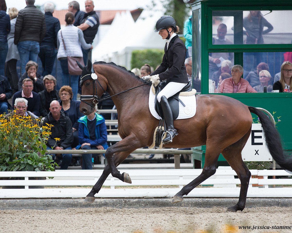 dressage horse Figo H (Hanoverian, 2013, from Fürstenball)