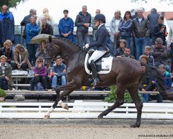 dressage horse Farewell's Fritz (Hanoverian, 2013, from Farewell III)