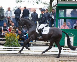 stallion Duque de Montebello (Hanoverian, 2013, from Dancier)