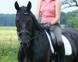 dressage horse Deymen (Rhinelander, 2010, from Delamanga)