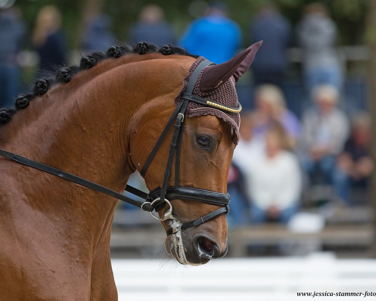 dressage horse Sogno D'Amore (Westphalian, 2013, from Sir Heinrich OLD)