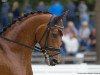 dressage horse Sogno D'Amore (Westphalian, 2013, from Sir Heinrich OLD)