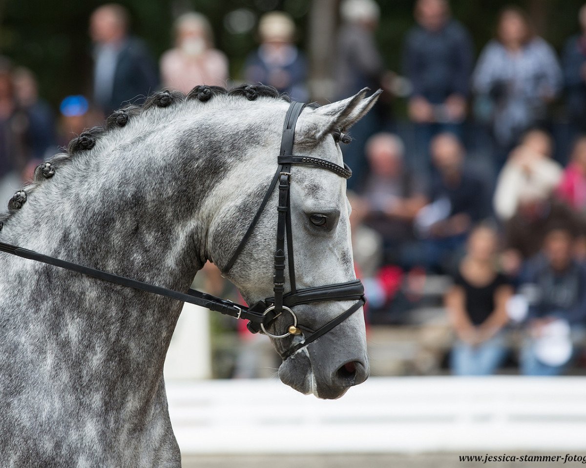 stallion DSP Be my Hero (German Sport Horse, 2013, from Belantis)