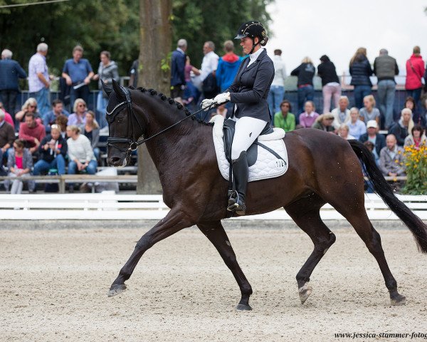 dressage horse Dresscode (Westphalian, 2013, from Destano)