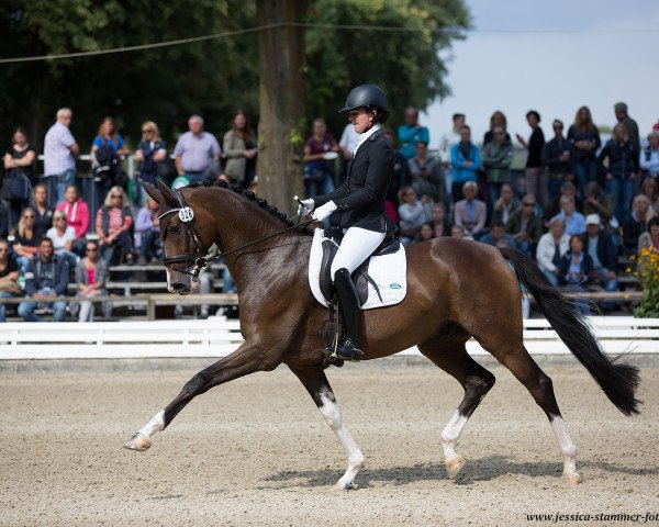 dressage horse Kito 10 (Oldenburg, 2013, from Decurio 3)