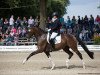 dressage horse Kito 10 (Oldenburg, 2013, from Decurio 3)