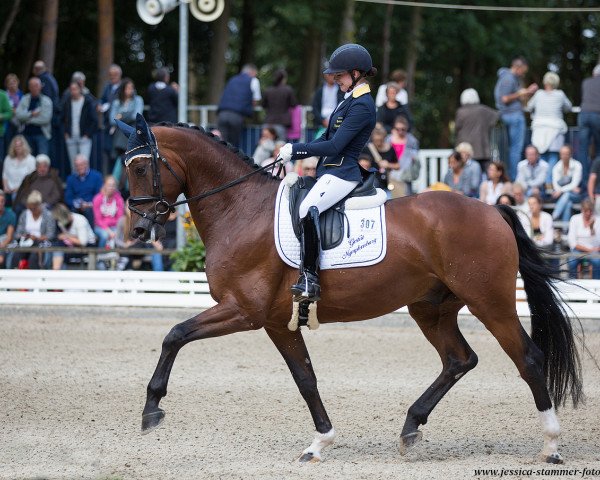 dressage horse Descando (Westphalian, 2013, from Diamond Hit)