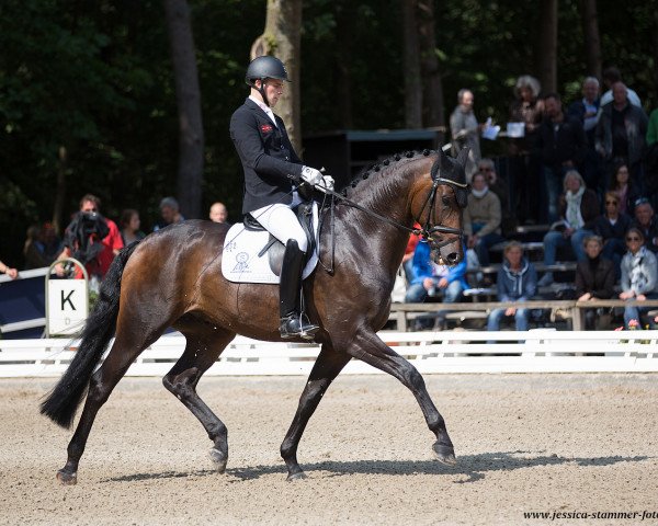 dressage horse Zar Peter 3 (Oldenburg, 2013, from Zonik)