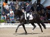 dressage horse Daou TB (Oldenburg, 2013, from Damon Hill)