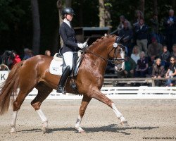 dressage horse Dave Brubeck (Hanoverian, 2013, from De Niro)