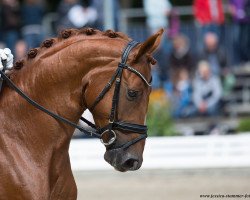 dressage horse Darley's Springtime (Westphalian, 2013, from Daley Thompson)