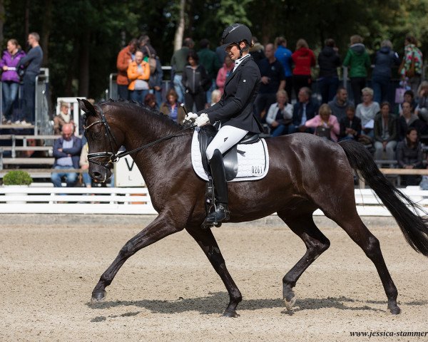 stallion Damon de Luxe OLD (Oldenburg, 2013, from Damon Hill)