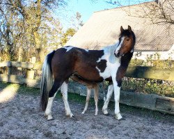 broodmare Shaida (Lewitzer, 2014, from Shiraz)