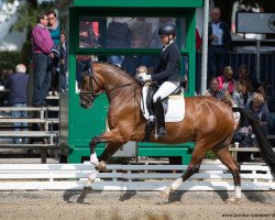 dressage horse Bounty 269 (Hanoverian, 2013, from Callaho's Benicio)