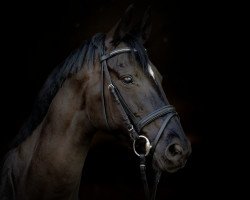 broodmare Laurenzia 10 (Hanoverian, 2008, from Londonderry)