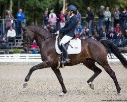 dressage horse Amigo 1821 (Rhinelander, 2013, from Antango du Feuillard)